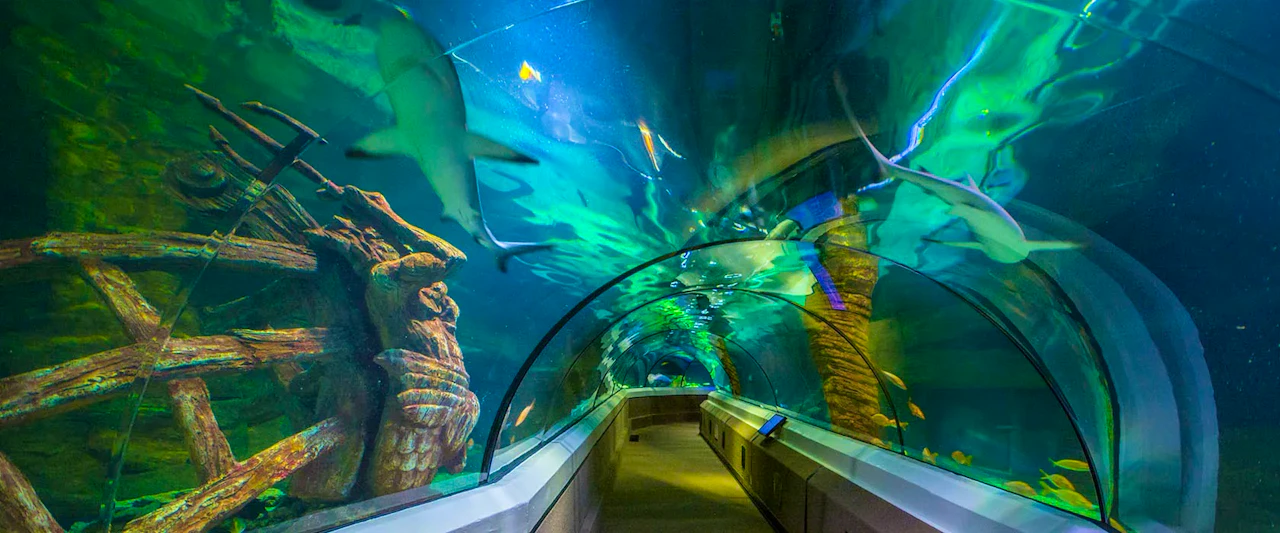 SEA LIFE Sunshine Coast Discount